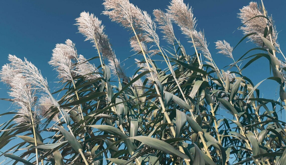 Ο δυνατός άνεμος της κρίσης